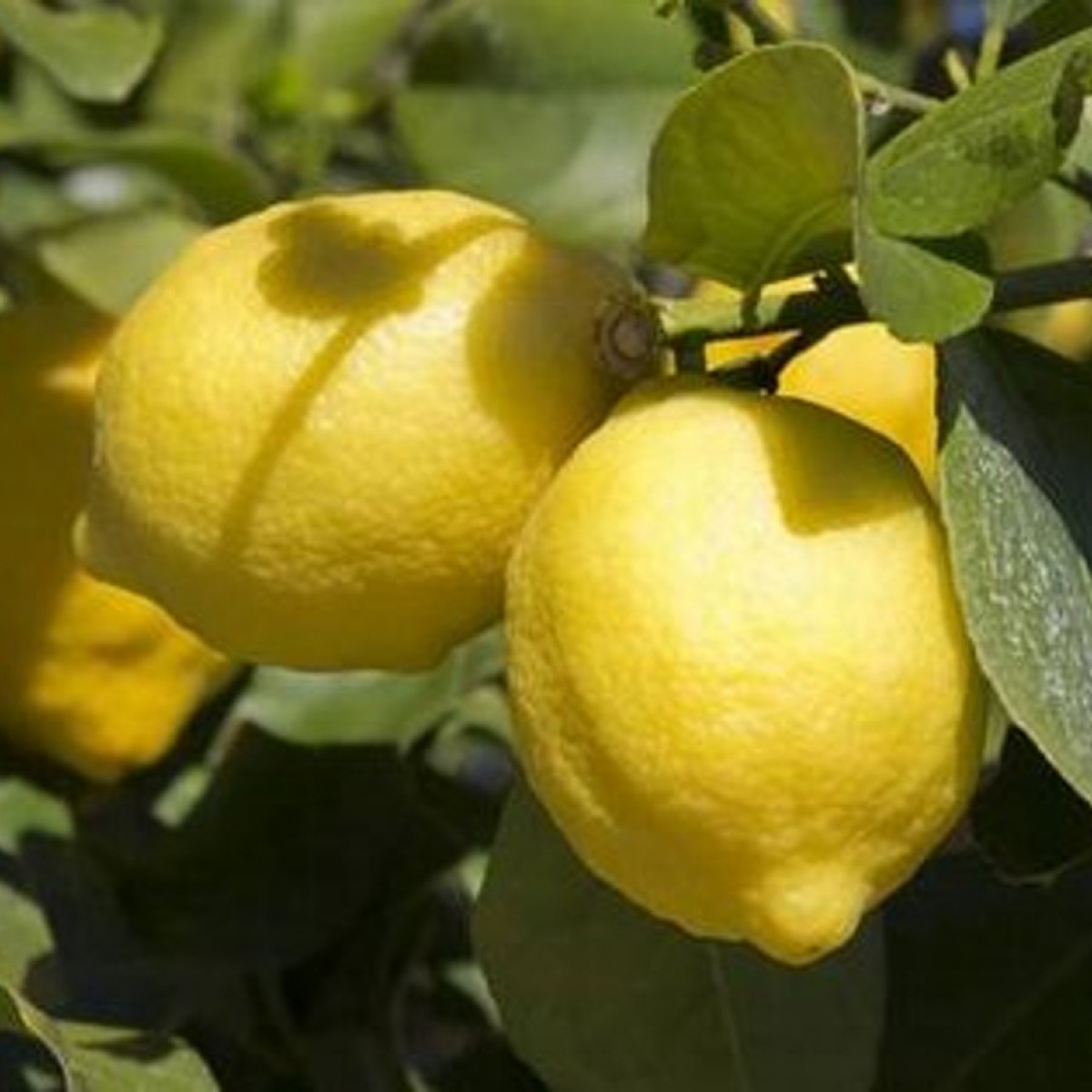 Limoni freschi di Sicilia 3 kg - Frutta e verdura - Foodaloo