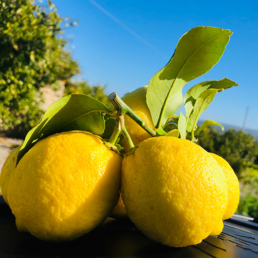 Limoni di Sicilia BIO - Limoni siciliani certificati - Primofiore