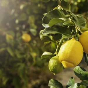 Limoni di Sicilia - Limoni siciliani - Offerta 5KG