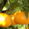 Mandarini Siciliani con Buccia edibile Agrumi Italiani - OFFERTA 3Kg