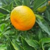 Clementine siciliane non trattate - box da 3kg