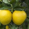 Pompelmi gialli Siciliani non trattati - box da 3kg