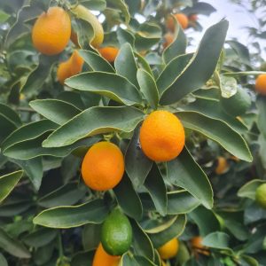 OFFERTA Kumquat (mandarino cinese) siciliani - box da 3kg