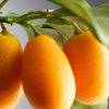 Kumquat (mandarino cinese) siciliani - box da 1kg